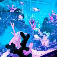 Ocean Park Experience in Cebu!