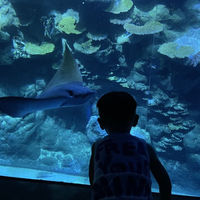 大灣區好去處😊香港海洋公園
