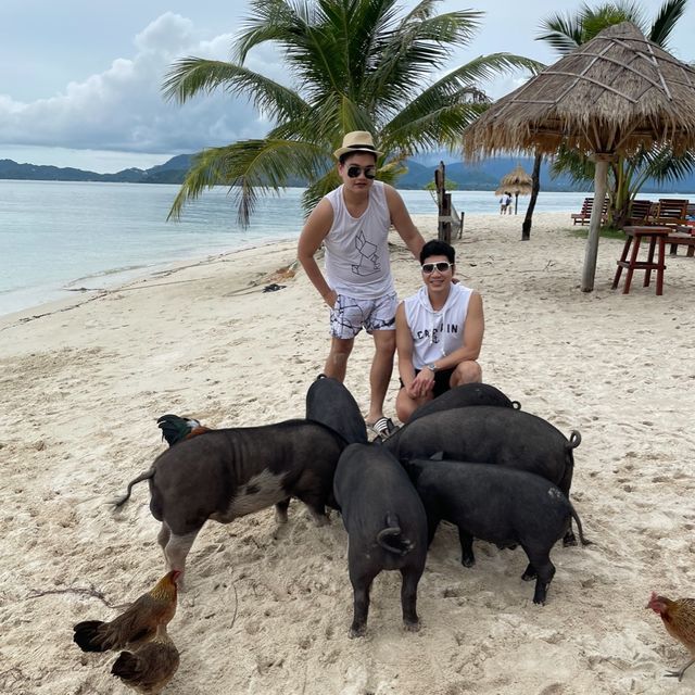 เกาะมัดสุม หรือ "เกาะหมูเมืองไทย” 