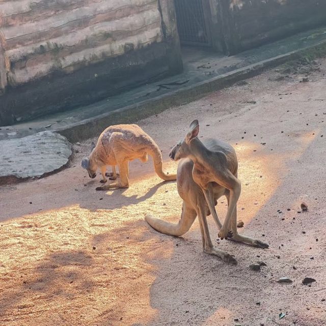 大自然的奇妙冒險！深圳野生動物園🦁🌳