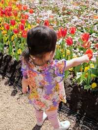 호주 봄 맞이 튤립축제 🌷 Canberra Floriade 