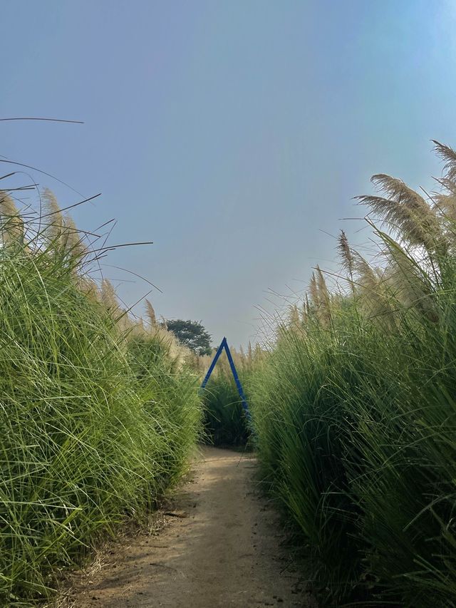 사람없는 서울 근교 핑크뮬리 청산수목원💓