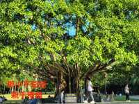 深圳市仙湖植物園