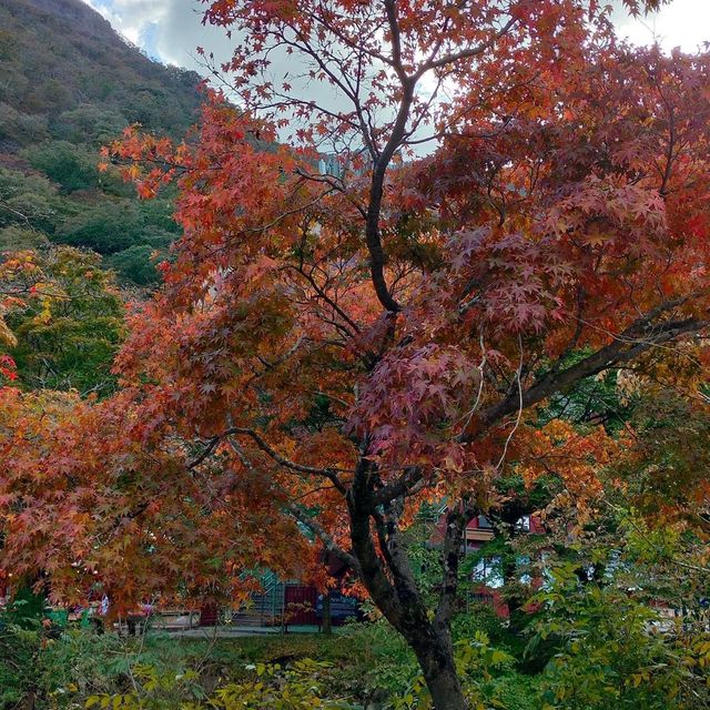 Autumn Foliage at Naejangsan National Park