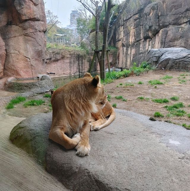 まるでサバンナ？天王寺動物園