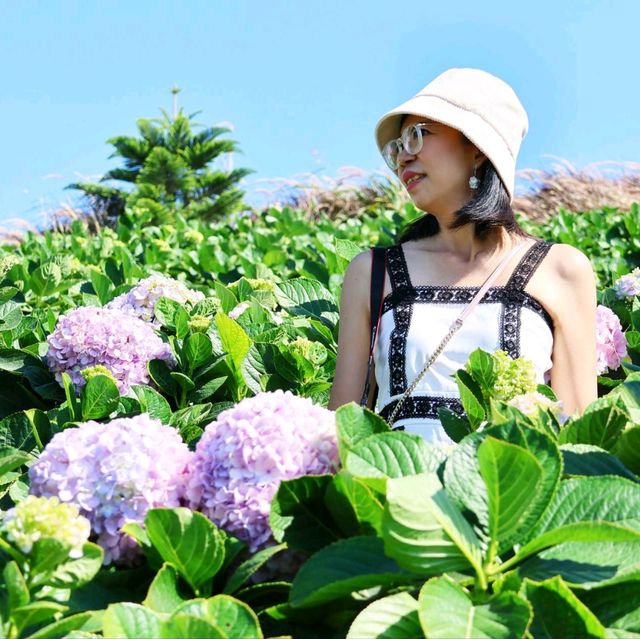  𝐻𝓎𝒹𝓇𝒶𝓃𝑔𝑒𝒶 𝒞𝒶𝒻𝑒  I  ทุ่งดอกไม้บนเขาค้อ 