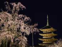 【京都市】五重塔と桜の饗宴🌸
