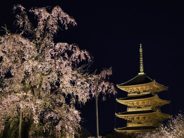 【京都市】五重塔と桜の饗宴🌸