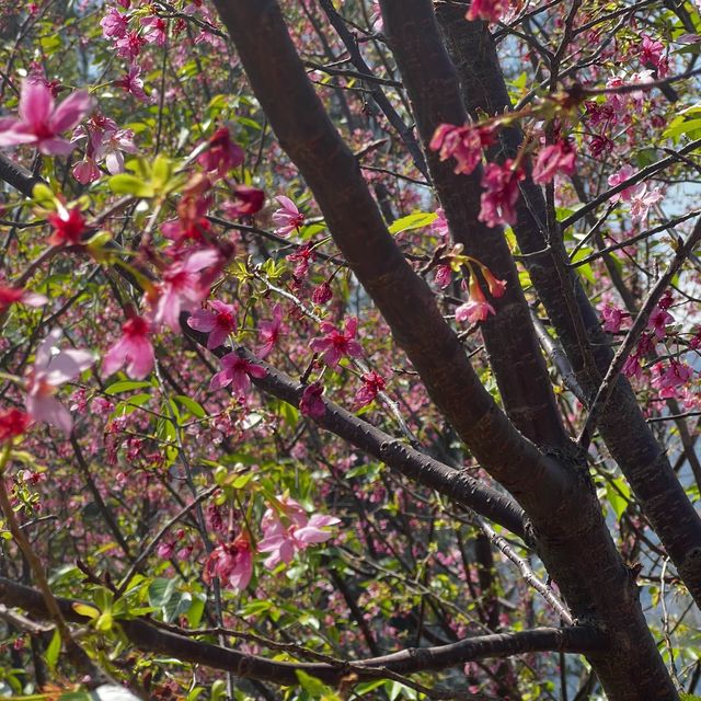 香港小日本🇯🇵櫻花園