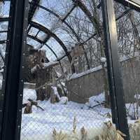 旭山動物園❤️北海道必去景點