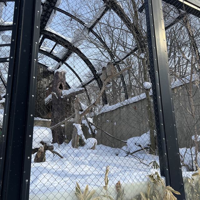 旭山動物園❤️北海道必去景點