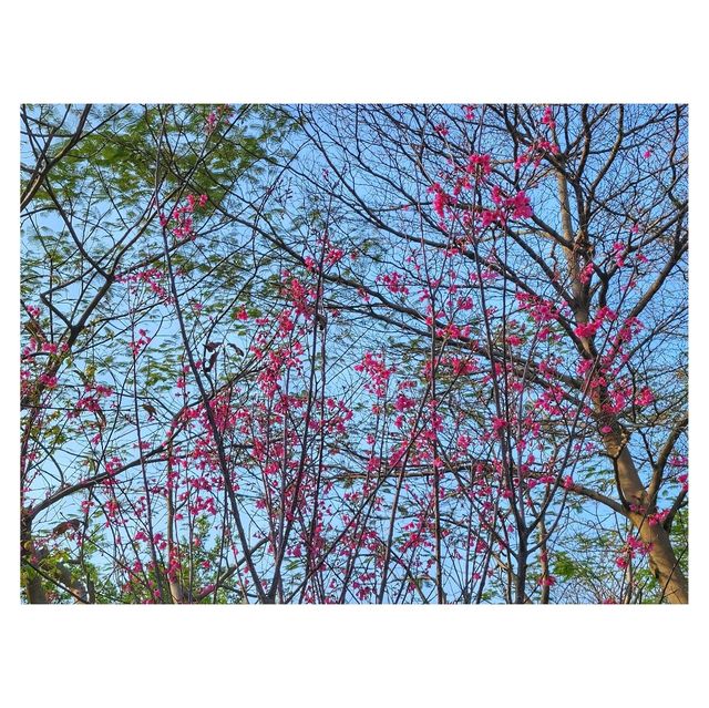香港賞花。單車公園 
