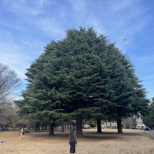 [일본 도쿄 여행] 여기 저기 단기말고 장기로 “도쿄”에 있으세요🥹