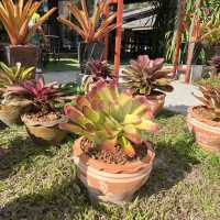 คาเฟ่ เขาช้างสี