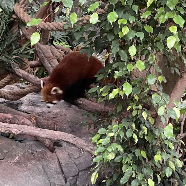 去邊去玩？🤣來香港Ocean Park。