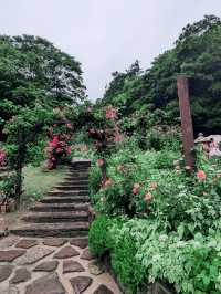 【癒しの神戸】ハーブが香る神戸布引ハーブ園