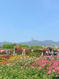 💐 “곡성장미축제” 아직 안 가보셨나요?
