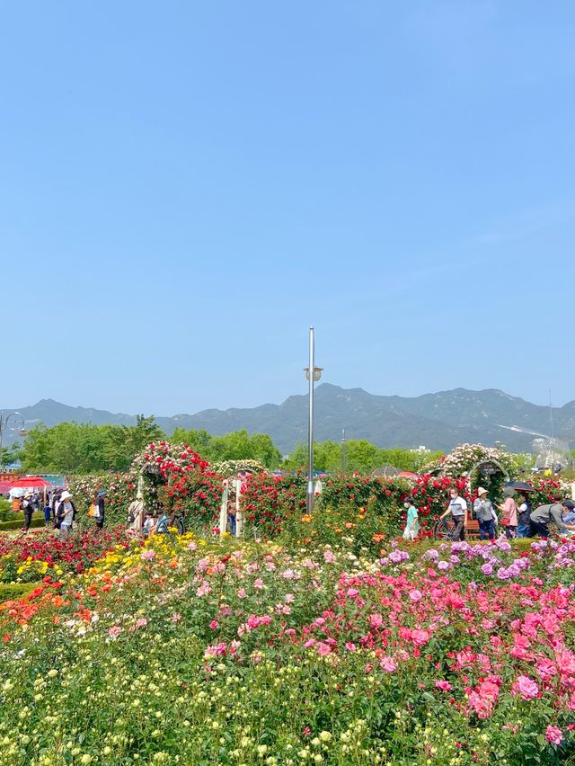 💐 “곡성장미축제” 아직 안 가보셨나요?