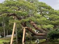 金澤景點 @ 江戶時代大名庭園「兼六園」