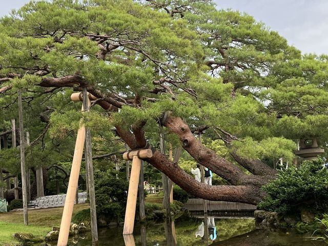 金澤景點 @ 江戶時代大名庭園「兼六園」