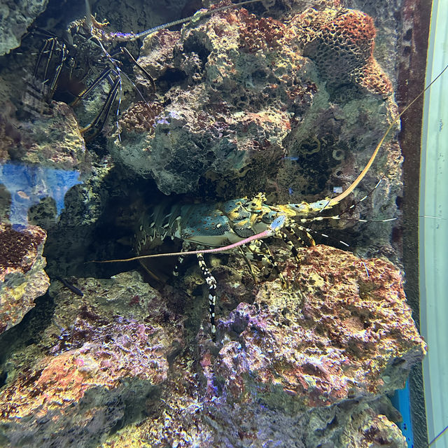 Churaumi Aquarium - Okinawa