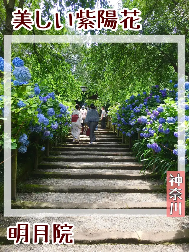 【神奈川県/明月院】美しい紫陽花