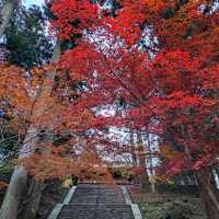 【絶景】比叡山の紅葉2023年