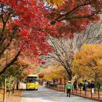 Autumn Foliage at Naejangsan National Park