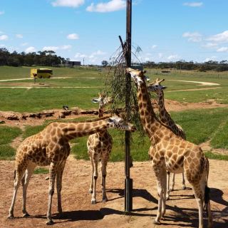 Monato Safari Zoo at Adelaide Zoo is a must-see in Australia!