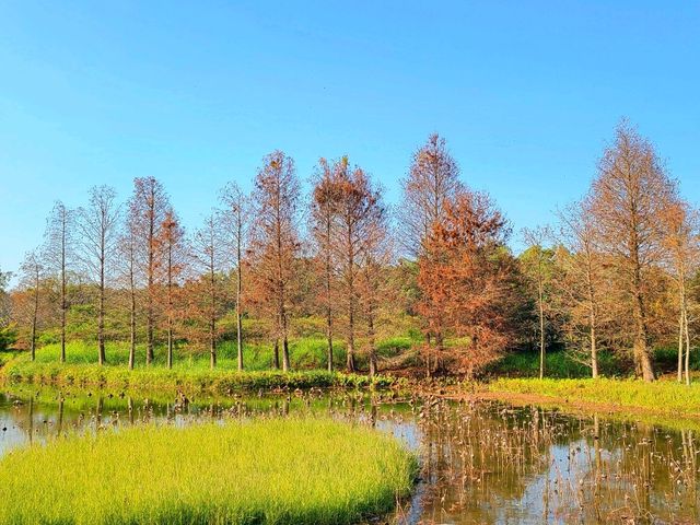【港版加拿大湖🇨🇦~濕地公園🍁】