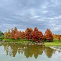 紅葉超美濕地公園🌲