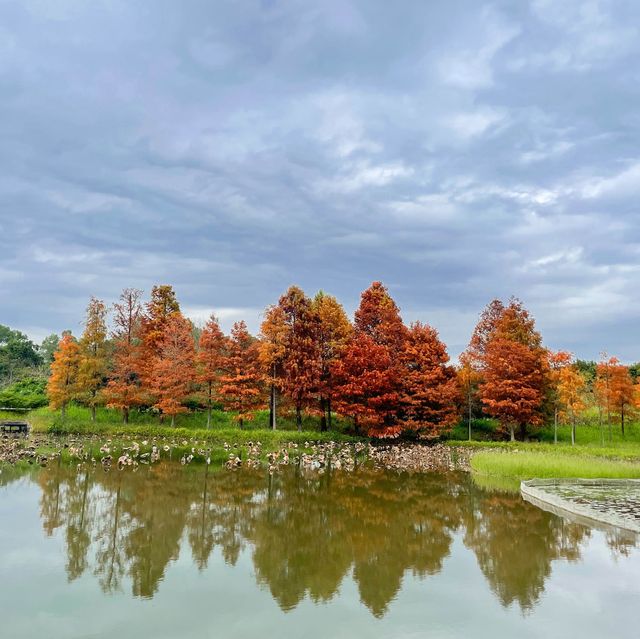 紅葉超美濕地公園🌲