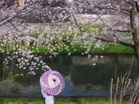 【京都市】桜 x 川 x 舟の風情🌸