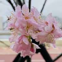 季節限定··沙田好去處