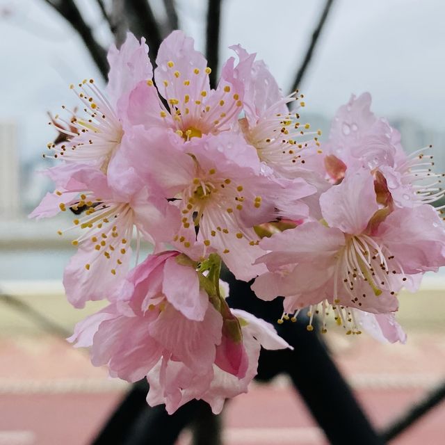 季節限定··沙田好去處