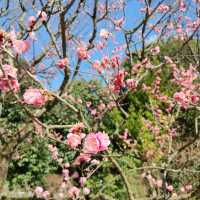 万博記念公園　桜まつり　梅林・桜開花状況