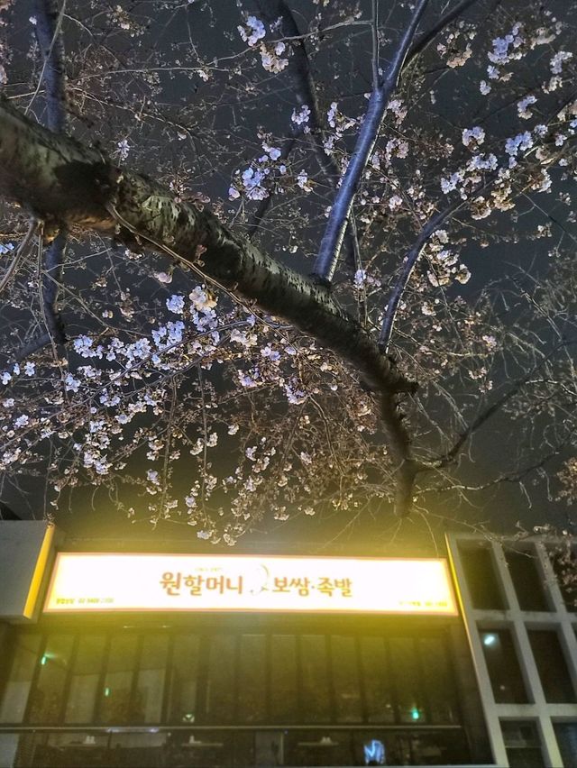 부산벚꽃은 온천천🌸feat.0322 실시간 벚꽃현황🌸