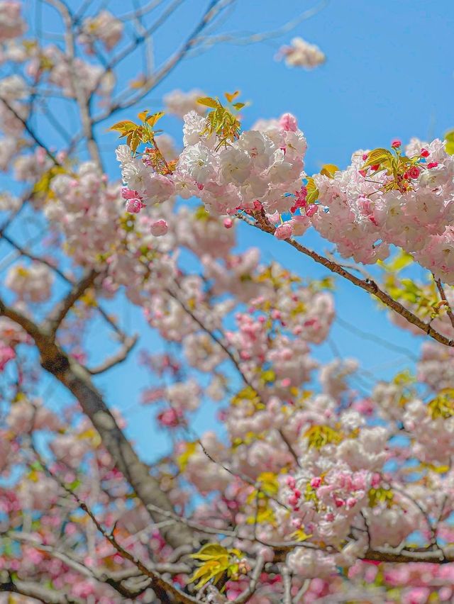 부산에서 유명한 핑크 왕팝콘 스팟!🌸🌸