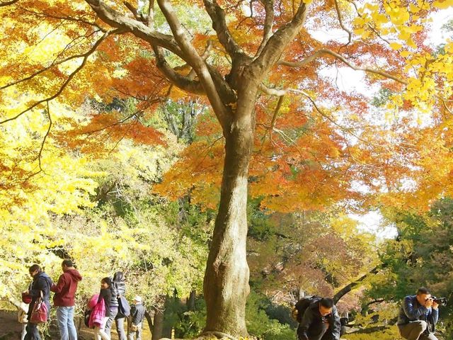 黃色的秋葉🍂 東大寺