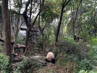 成都｜🐼｜充滿可愛的成都熊貓基地🐼