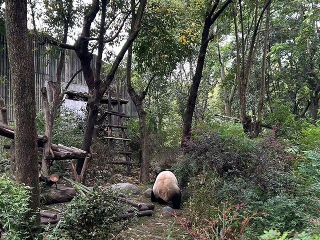 成都｜🐼｜充滿可愛的成都熊貓基地🐼