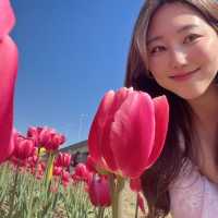부산 도심에서 즐기는 알록달록 튤립 🌷