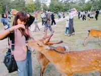 ❣️เที่ยว Nara Park : Todaiji temple วัดโทไดจิ