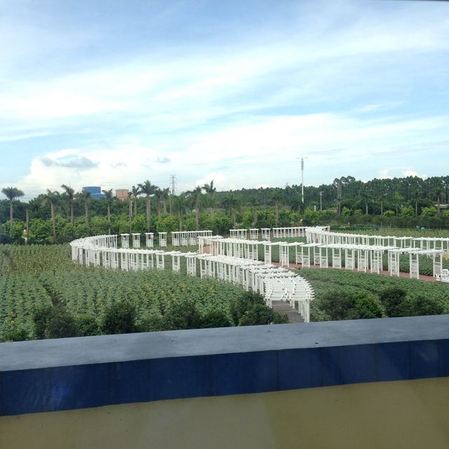 深圳百萬葵園🌻🌸💐開開心心賞花去👀影相📸️影相再影相📸️