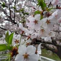 Cherry Blossom 🌸