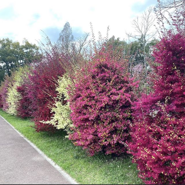 京都  四季折々のお花が楽しめるSPOT🌼