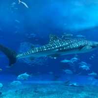 沖繩必去景點～美麗海水族館