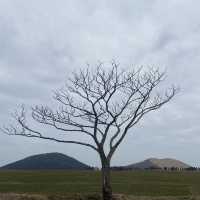 제주시 코스 추천, 삼무국수먹고 새별오름 나홀로나무🌳