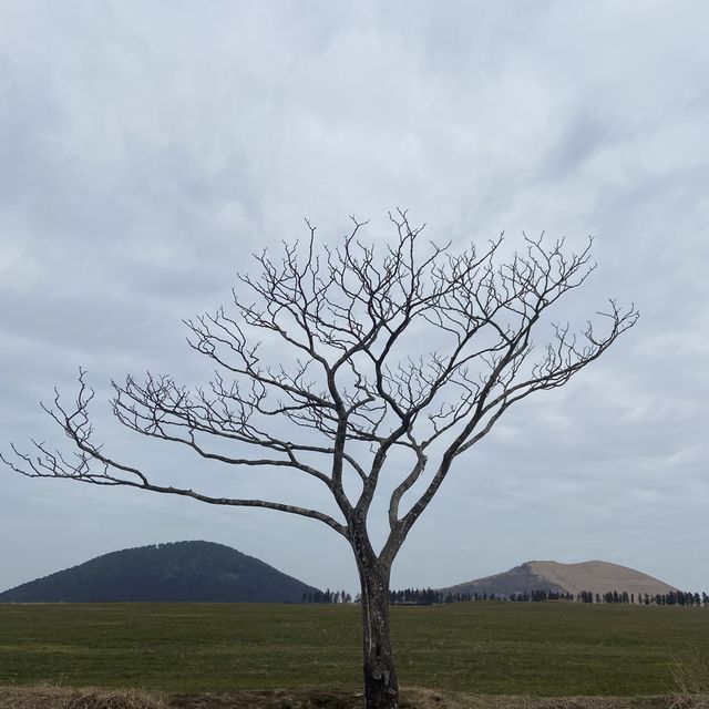 제주시 코스 추천, 삼무국수먹고 새별오름 나홀로나무🌳