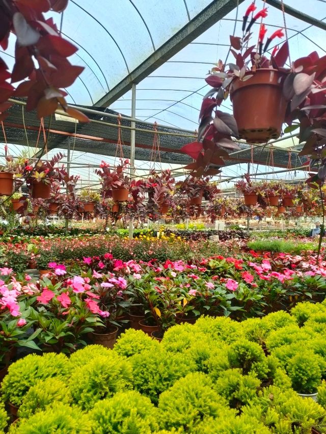 Variety of Cactus in Cameron Highland 